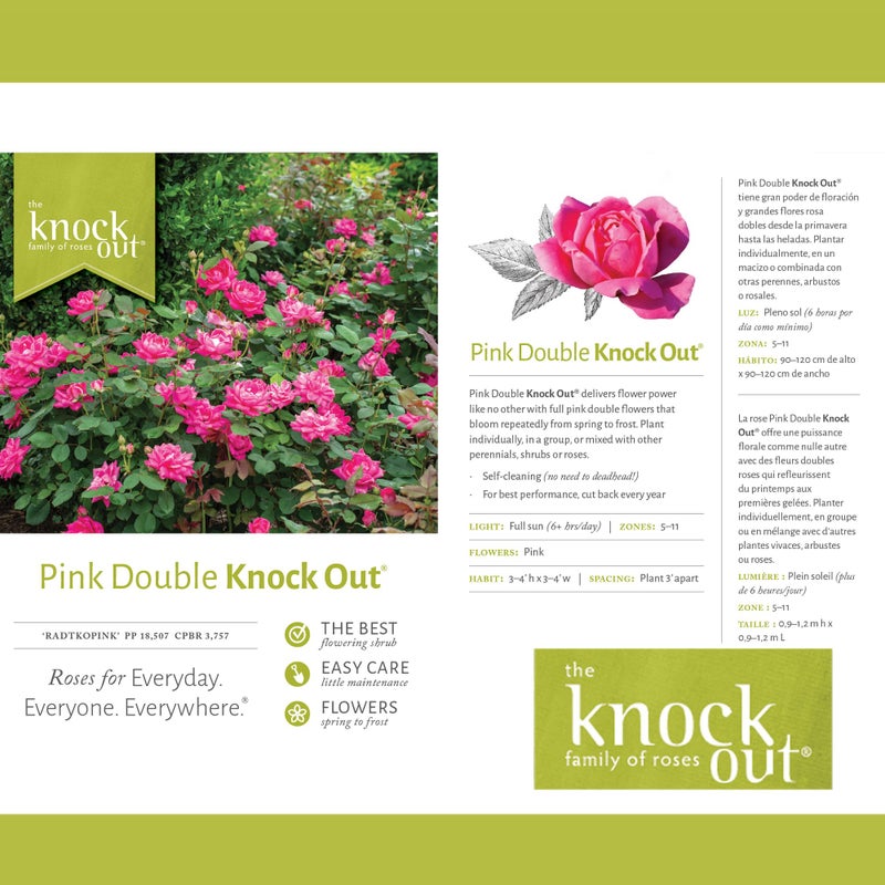 Knockout Knock Out 2 Gal. Double Pink Rose Shrub - Image 2